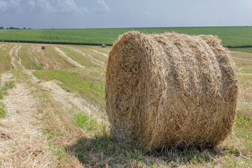 Round bale of straw in the field