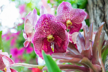 Thai house style, Thailand wood home architecture, Antique centr