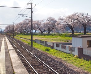 Fototapeta na wymiar Cherry blossom in Funaoka Joshi Park in Miyagi prefecture, Japan
