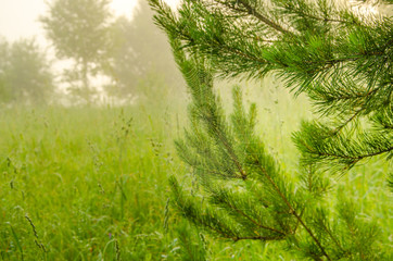 forest with a bird's eye view