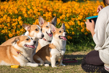 Welsh Corgi Pembroke on the grass in summer sunny day