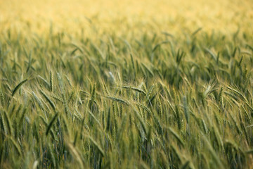Fototapeta premium golden grainfield with small focus on single wheat ears
