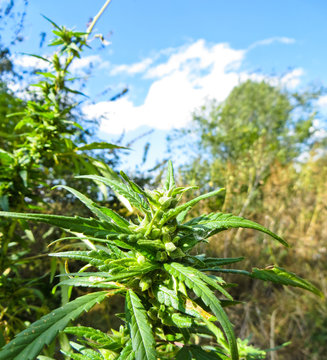 Close-up of the cannabis plant on autumn