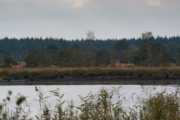 Landscape with forest lake in autumn rainy day