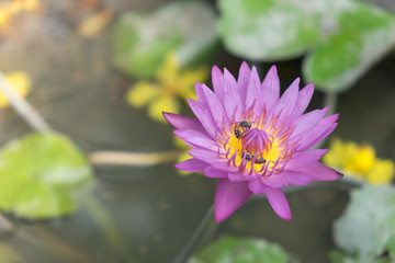 Purple lotus flower