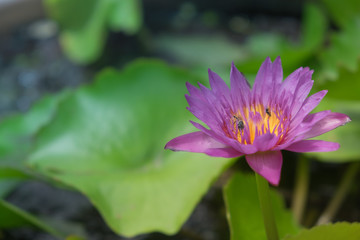 Purple lotus flower
