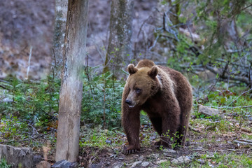 Fototapeta na wymiar wild bear