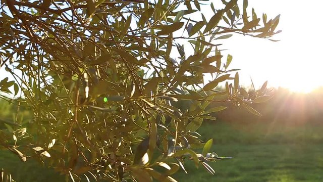 albero, ulivo, raggio di sole,