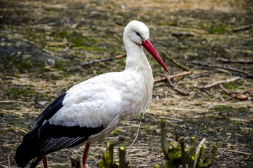 Storch