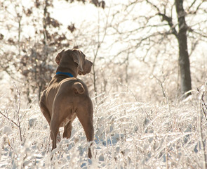 Weimaraner dog in an icy, glittering world after an ice storm