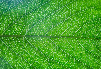 green leaf of tree with streaks