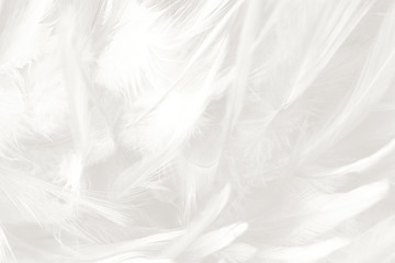 Gray style vintage color trends ,Chicken feather texture background