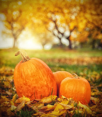 Naklejka na ściany i meble Autumn pumpkins in fallen leaves, Thanksgiving concept