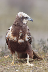  Western marsh harrier (Circus aeruginosus) on meadow background