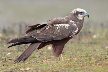  Western marsh harrier (Circus aeruginosus) on meadow background