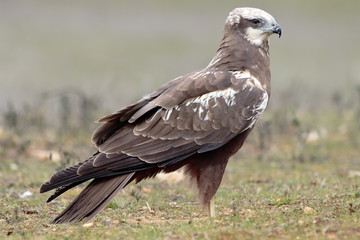 Western marsh harrier (Circus aeruginosus) on meadow background
