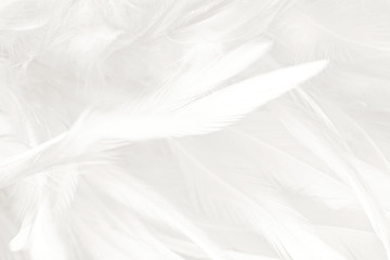 Obraz premium Gray style vintage color trends ,Chicken feather texture background