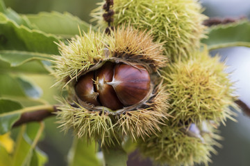 detail of ripe chestnuts