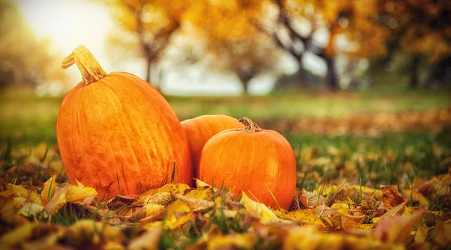 Autumn pumpkins in fallen leaves, Thanksgiving concept