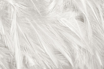 white feather texture background