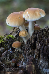 Agrocybe aegerita. growing on a dead log