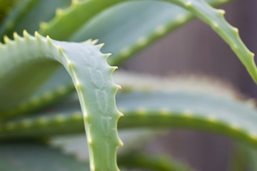Closeup image of aloe vera thorns
