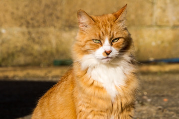 Obraz premium Sulking Ginger Cat