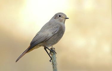 Fototapeta premium Black redstart female posing in late summer