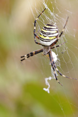 Argiope Bruennichi Spider