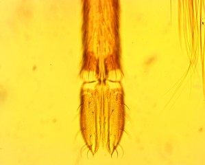 Anopheles mosquito (Anopheles sp.) proboscis - permanent slide plate under high magnification