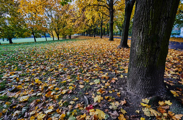 Trees and autumn leaves in a city park in Poland.