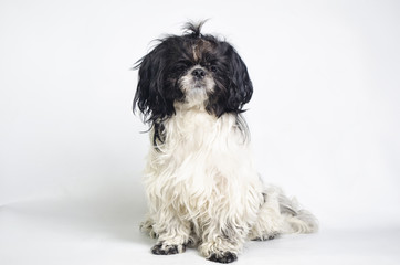 small dog on a white background