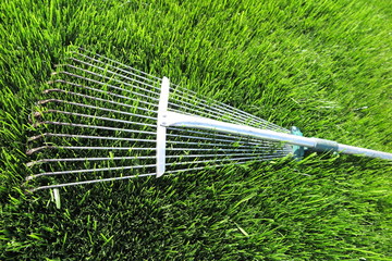 Adjustable steel fan rake for leaves and grass lying on the fresh mown lawn grass in the summer garden