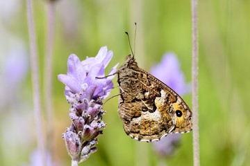 Schmetterling auf Lavendelblüte
