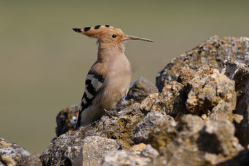 Common Hoopoe