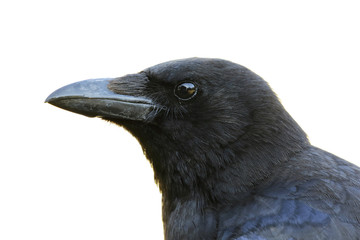 carrion crow, portrait on white background