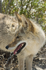 Obraz premium Coyote, Canis latrans, in Death Valley National Park.