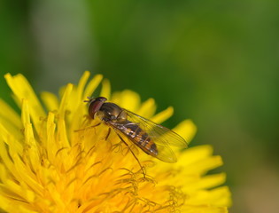 Schwebfliege Syrphidae gelbe Blume Pollen 