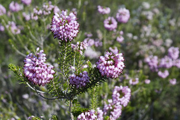 Common heather, Ling (Calluna vulgaris)