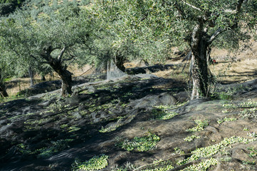 Fototapeta na wymiar A field of olive trees in Crete Greece