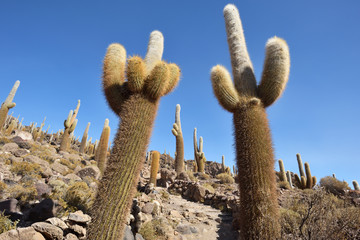 Cactus island in Uyuni Salt Flat