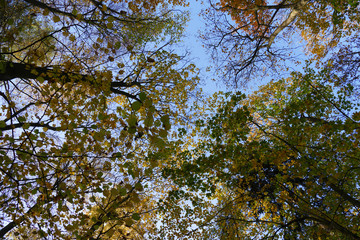 Colorful autumn tree skyward view