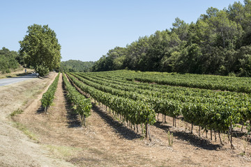 Vineyards and road