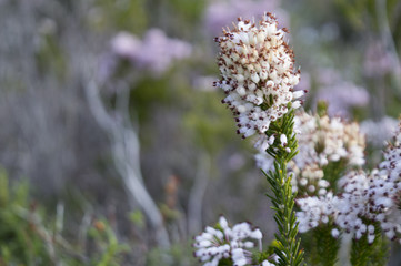 Common heather, Ling (Calluna vulgaris)