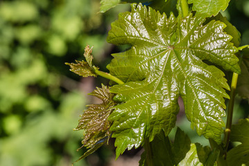 closeup of fresh grapevine leaves growing in vineyard