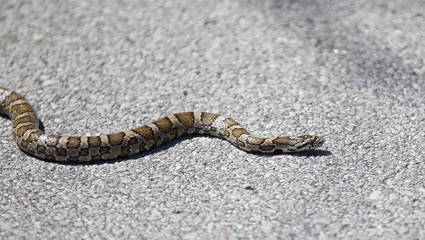 Beautiful isolated image with a snake on a road