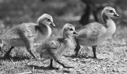 Beautiful isolated black and white photo of a family of the Canada geese