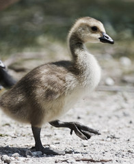 Beautiful background with a chick of the Canada geese
