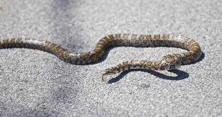 Beautiful isolated picture with a snake on a road