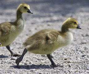 Beautiful background with a family of the Canada geese